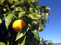 Orangenbaum in Menton